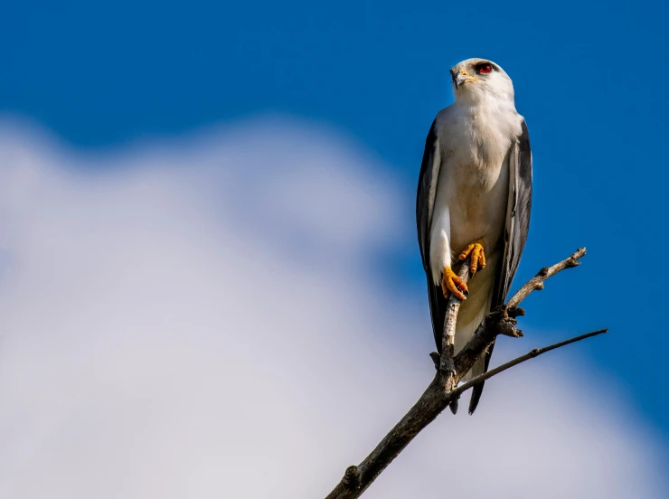 a bird sitting on top of a tree branch, by Peter Churcher, pexels contest winner, hurufiyya, falcon, white male, on a hot australian day, bright sky