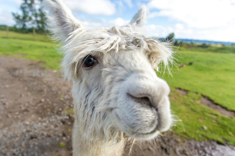 a close up of a llama looking at the camera, unsplash, photorealism, gopro shot, high quality photo, “portrait of a cartoon animal, phot