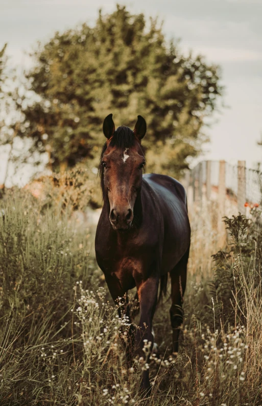 a brown horse standing on top of a lush green field, in the evening, running towards the camera, unsplash photography, trending photo