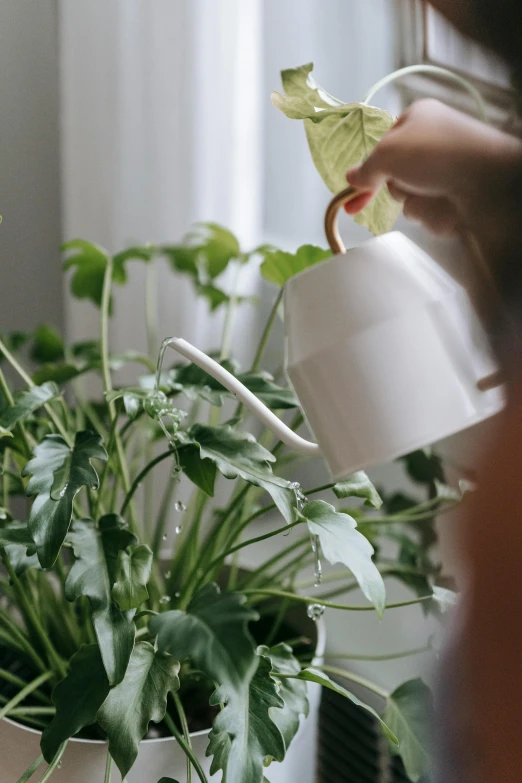 a woman pours water on a potted plant, by Jessie Algie, pexels contest winner, white ceramic shapes, watering can, white mechanical details, detailed product image