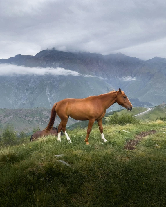 a brown horse standing on top of a lush green hillside, pexels contest winner, renaissance, craggy mountains, foggy photo 8 k, multiple stories, conde nast traveler photo