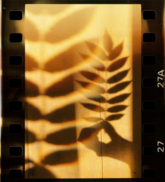 a close up of a film strip with a plant on it, a macro photograph, inspired by Raoul Ubac, back - lit, fern, warm lighting with cool shadows, part of the screen