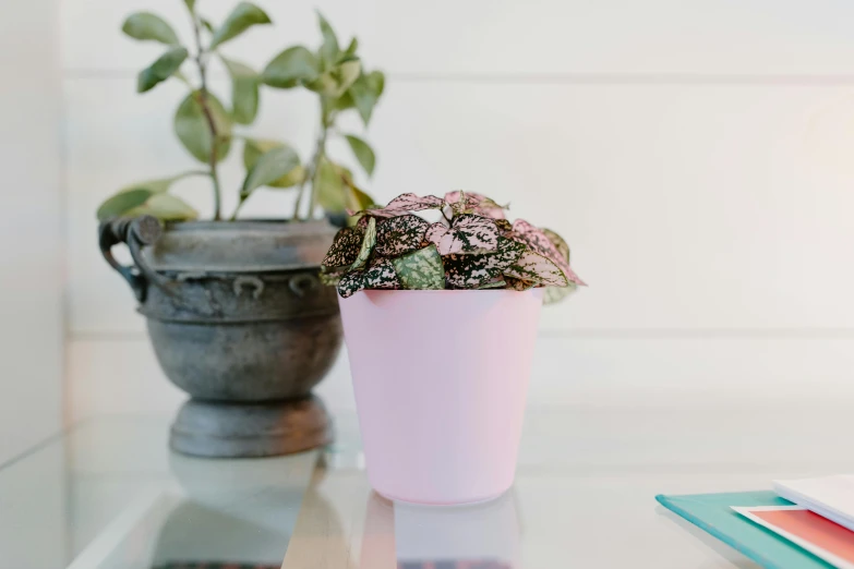 a potted plant sitting on top of a glass table, a colorized photo, inspired by Pierre-Joseph Redouté, unsplash, light pink mist, peppermint motif, matte finish, dayglo pink