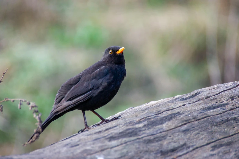 a black bird sitting on top of a wooden log, pexels contest winner, 🦩🪐🐞👩🏻🦳, bird nightingale as subject, amanda clarke, male