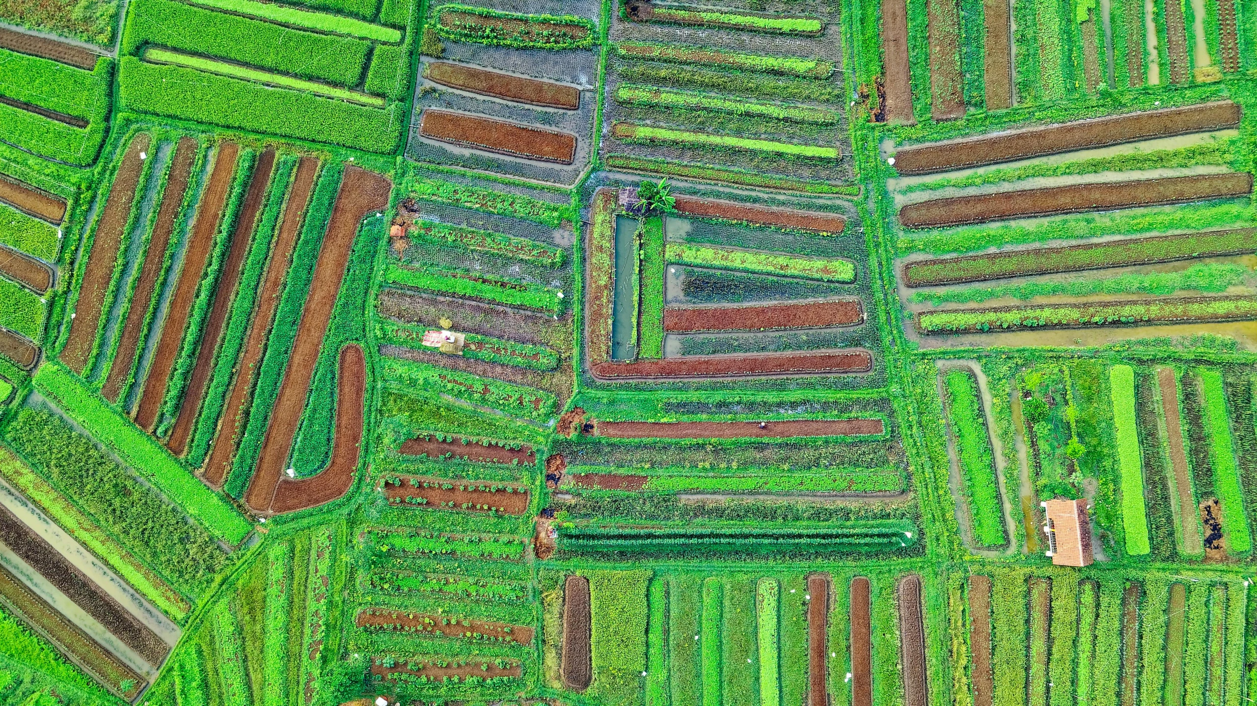 an aerial view of a field of crops, by Daniel Lieske, bali, gigapixel, square, educational