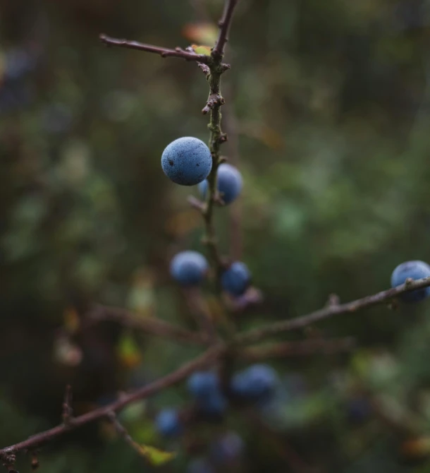 a close up of some blue berries on a tree, a macro photograph, by Sebastian Spreng, unsplash, naturalism, an abandoned old, today\'s featured photograph 4k, grey, autum
