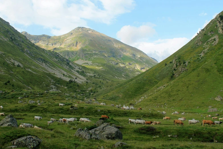 a herd of cattle grazing on a lush green hillside, by Werner Andermatt, pexels contest winner, les nabis, snowy apennines, tall mountains, 2000s photo