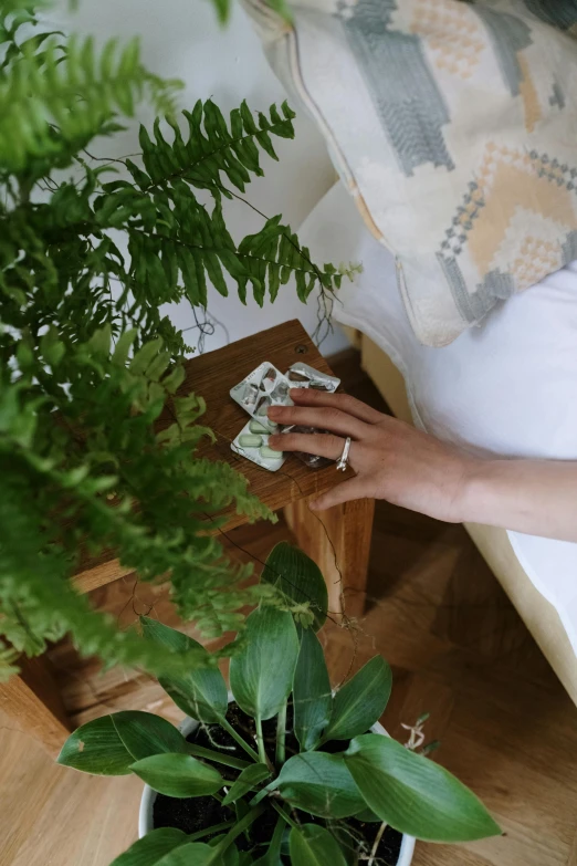 a woman sitting on a couch next to a potted plant, zoomed view of a banknote, lush verdant plants, wooden banks, hands hidden