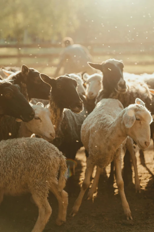 a herd of sheep standing on top of a dirt field, morning light showing injuries, petting zoo, top selection on unsplash, in liquid