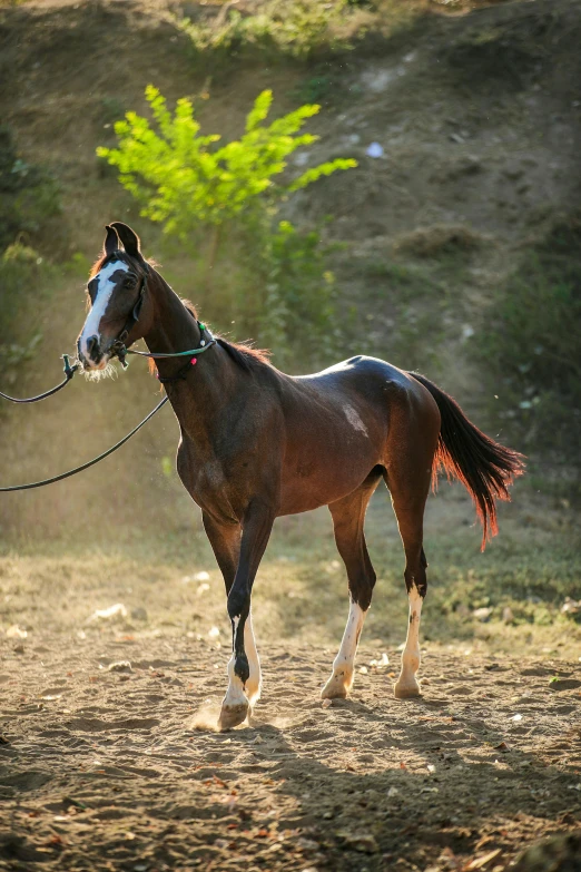 a man leading a horse across a dirt field, arabesque, clear and sunny, looking off to the side, today\'s featured photograph 4k, horses in run