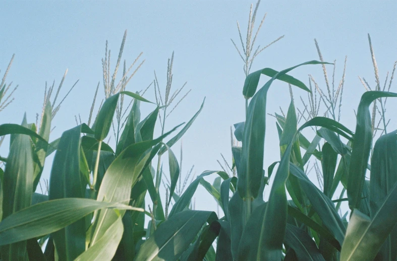 a field of corn with a blue sky in the background, an album cover, unsplash, shot on superia 400 filmstock, vegetable foliage, ignant, sustainable materials