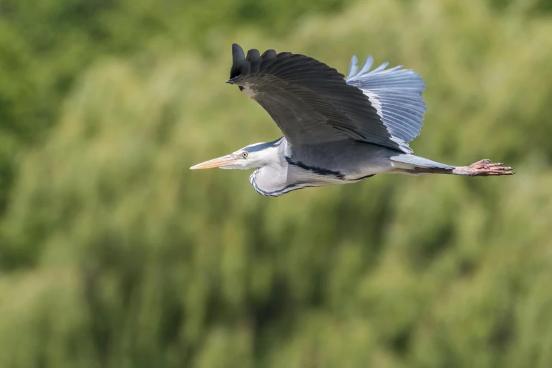 a large bird flying over a lush green forest, by Paul Bird, pexels contest winner, hurufiyya, heron prestorn, blue and grey, fish flying over head, where a large