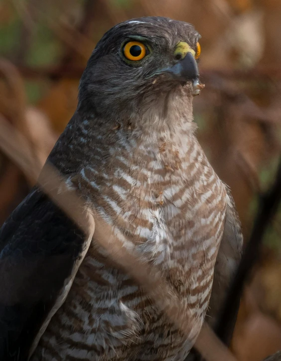 a close up of a bird of prey on a branch, pexels contest winner, grey skinned, flat triangle - shaped head, female gigachad, peruvian looking