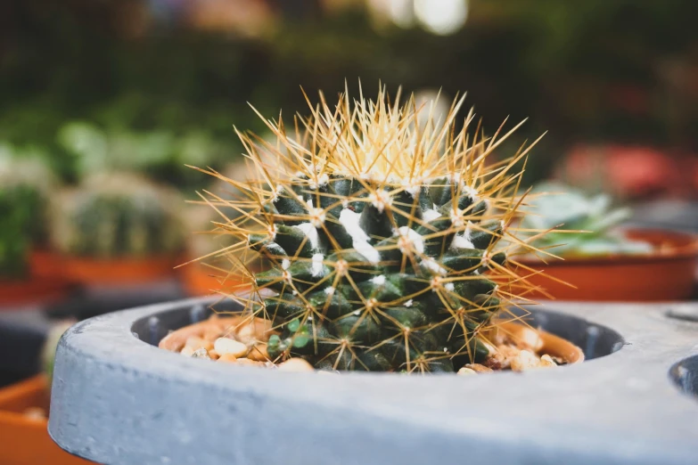 a close up of a cactus plant in a pot, by Daniel Lieske, trending on unsplash, yellow spiky hair, grainy photorealistic, lush plants and bonsai trees, sharp spiky rocks