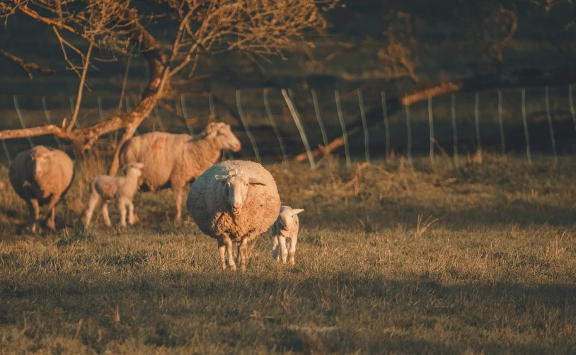 a herd of sheep standing on top of a grass covered field, golden hour photo, motherly, three animals, unsplash photography