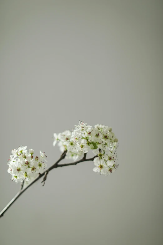 a branch with white flowers against a gray background, photograph of april, ignant, a small, up close image