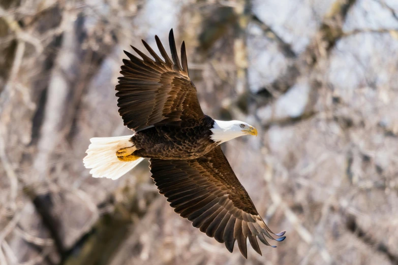 a bird that is flying in the air, a portrait, by Neil Blevins, pexels contest winner, bald eagle, 🦩🪐🐞👩🏻🦳, rectangle, full frame