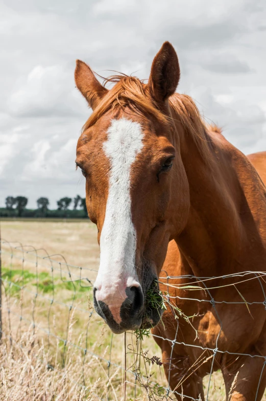 a brown horse standing on top of a grass covered field, with a straw, profile image, lovingly looking at camera, 2019 trending photo