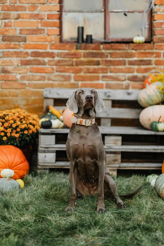 a dog sitting in front of a bunch of pumpkins, a portrait, pexels contest winner, grey, square, rustic setting, pluto