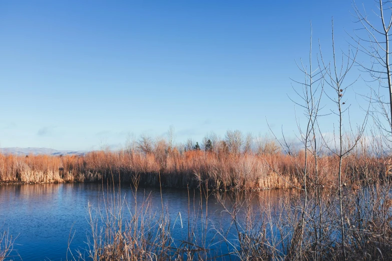 a body of water surrounded by tall grass and trees, unsplash, visual art, blue and orange, willows, sunny winter day, cloudless sky