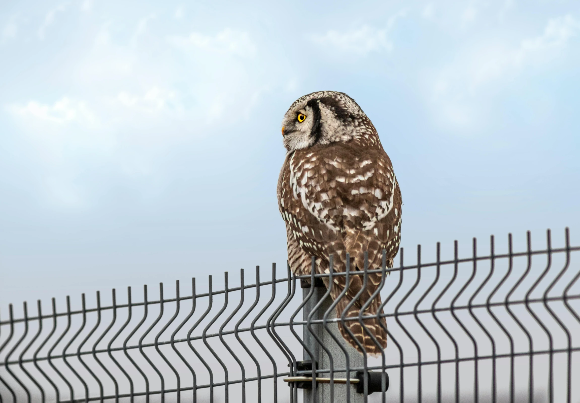 a brown and white owl sitting on top of a fence, pexels contest winner, op art, observation deck, on display, grey, medium height