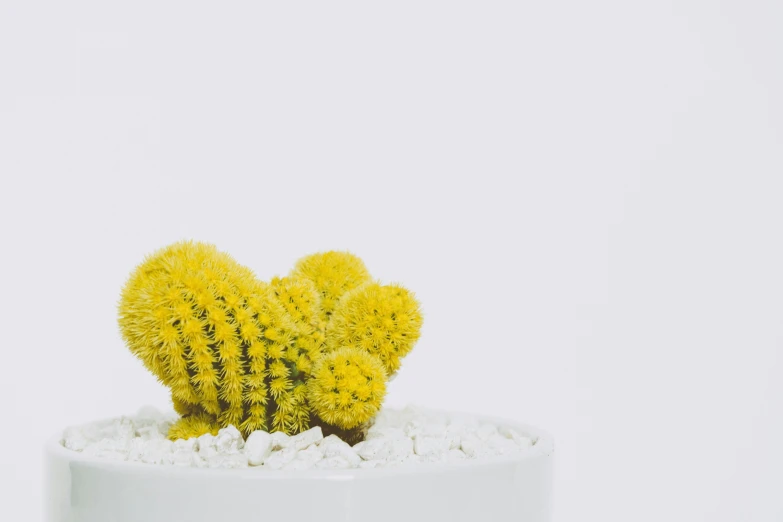 a small yellow cactus in a white pot, trending on unsplash, detailed product shot, highly polished, coxcomb, micro detail