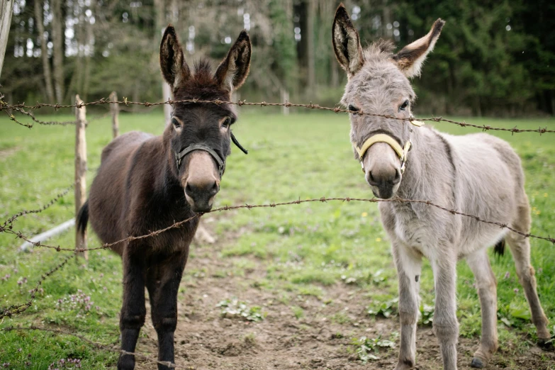 two donkeys standing behind a barbed wire fence, unsplash, hurufiyya, various posed, fujifilm”, gardening, a new