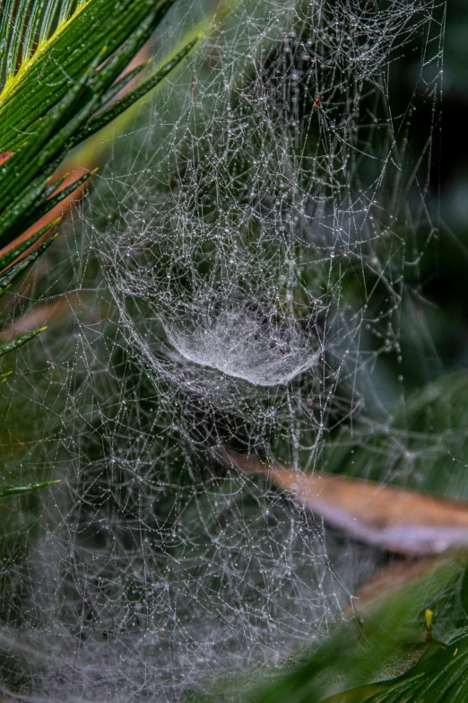 a close up of a spider web on a pine tree, a macro photograph, by Doug Ohlson, macro photography 8k, moist foggy, today\'s featured photograph 4k, spanish moss