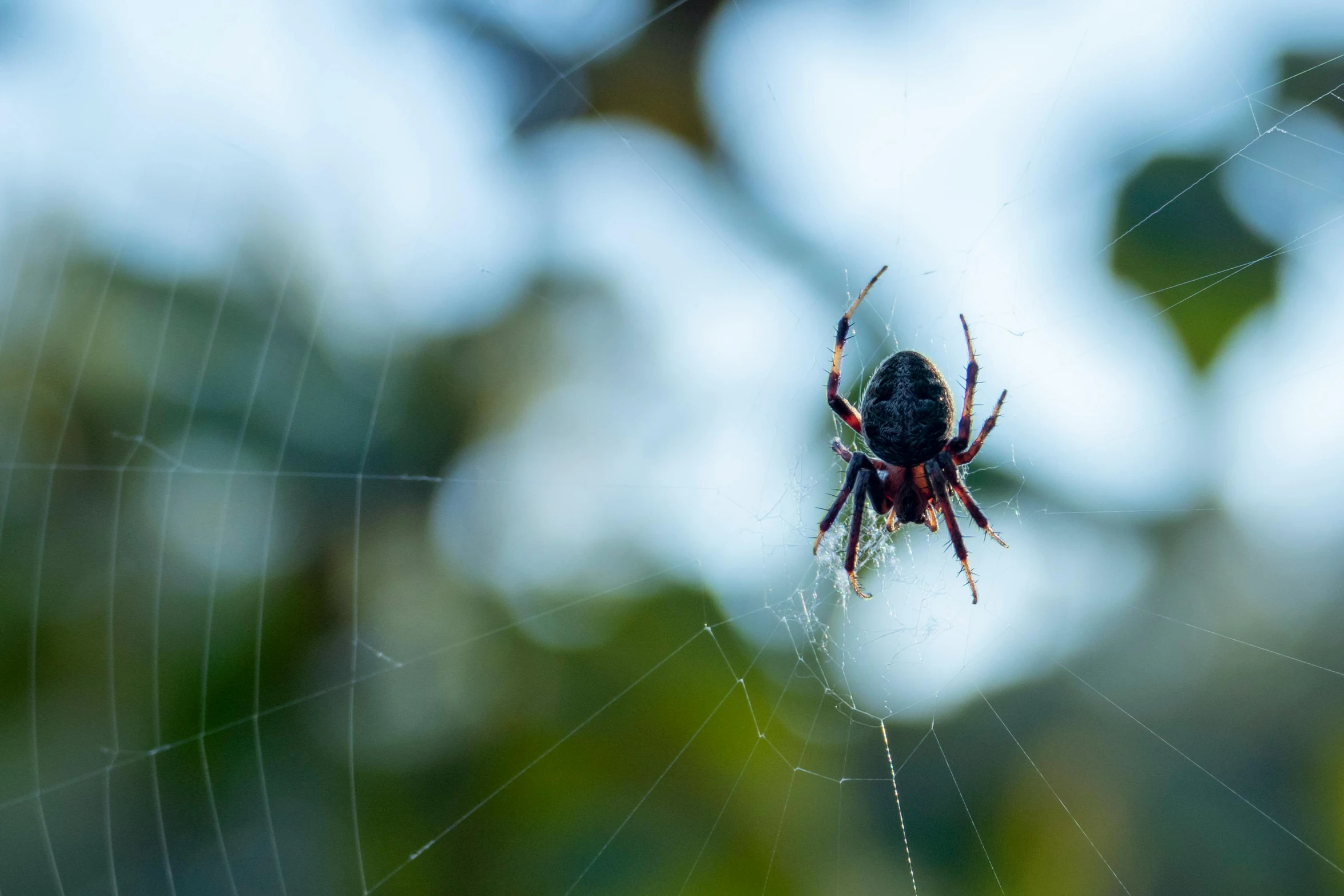 a close up of a spider on a web, pexels contest winner, fan favorite, focus on full - body, male and female, 4 2 0