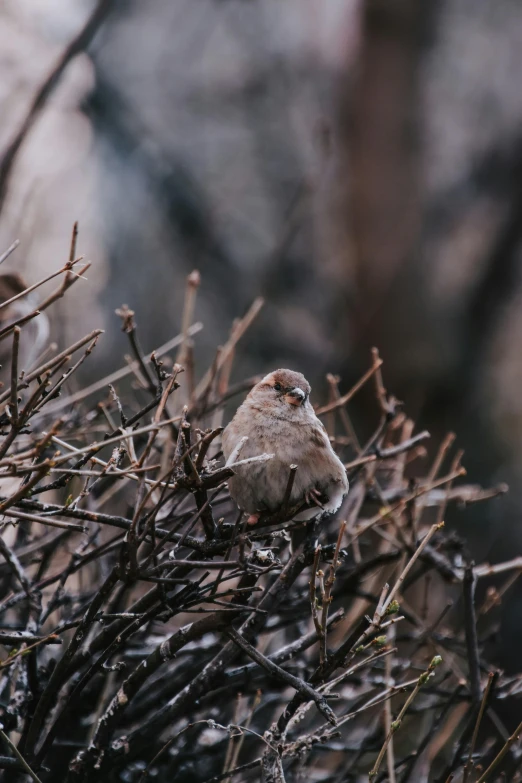 a couple of birds sitting on top of a bush, trending on pexels, lone female, high angle close up shot, winter, small