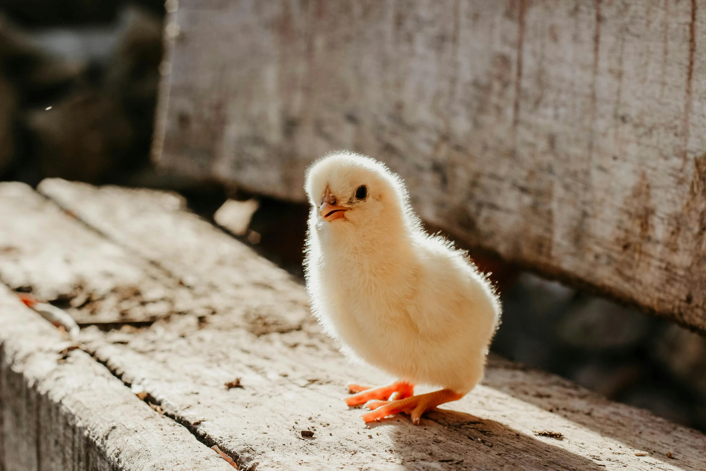 a small chicken sitting on top of a wooden bench, trending on pexels, hatched pointed ears, pale - skinned, clear and sunny, standing