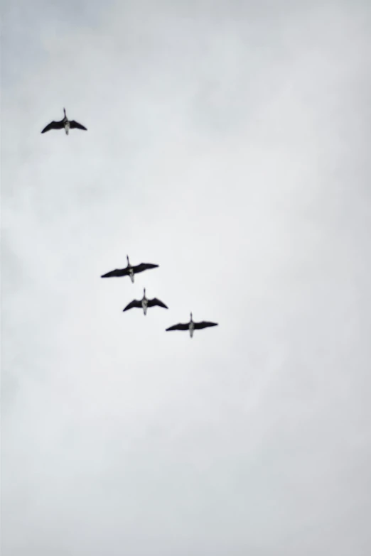 a flock of birds flying through a cloudy sky, a photo, by Carey Morris, pexels, minimalism, crane, four wings, -n 5, top - down photograph