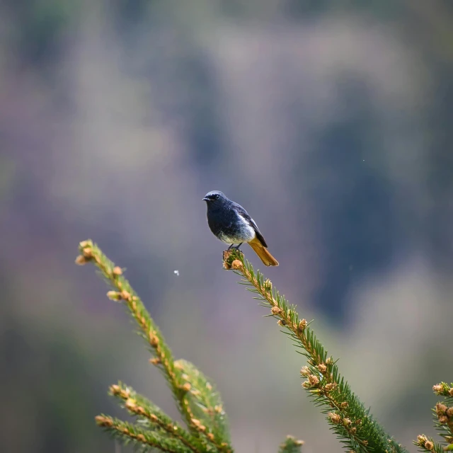 a small bird sitting on top of a pine tree, while it's raining, beautiful black blue yellow, distant photo