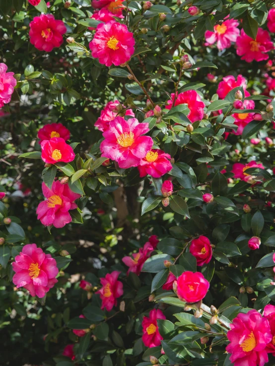 a bush of pink flowers with green leaves, inspired by Miyagawa Chōshun, trending on unsplash, baroque, zoomed in shots, made of glazed, augusta national, high quality product photo