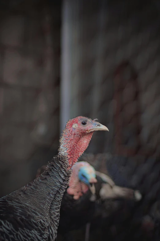 a couple of turkeys standing next to each other, a portrait, pexels contest winner, hurufiyya, farms, color photograph, grey, holiday