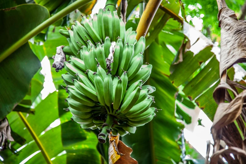 a bunch of green bananas hanging from a tree, vibrant foliage, recipe, 🦩🪐🐞👩🏻🦳, exclusive