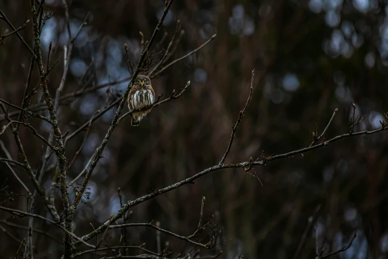 a bird sitting on top of a tree branch, inspired by Elsa Bleda, unsplash, baroque, nite - owl, f / 1. 9 6. 8 1 mm iso 4 0, hunting, withered