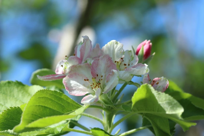 a close up of a flower on a tree, by Joan Ayling, apple trees, pink white and green, in the sun, slide show