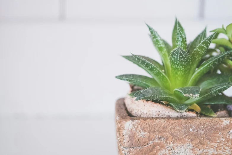 a close up of a potted plant on a table, by Daniel Lieske, trending on unsplash, scaly skin, rustic and weathered, on a white background, spikey rocks