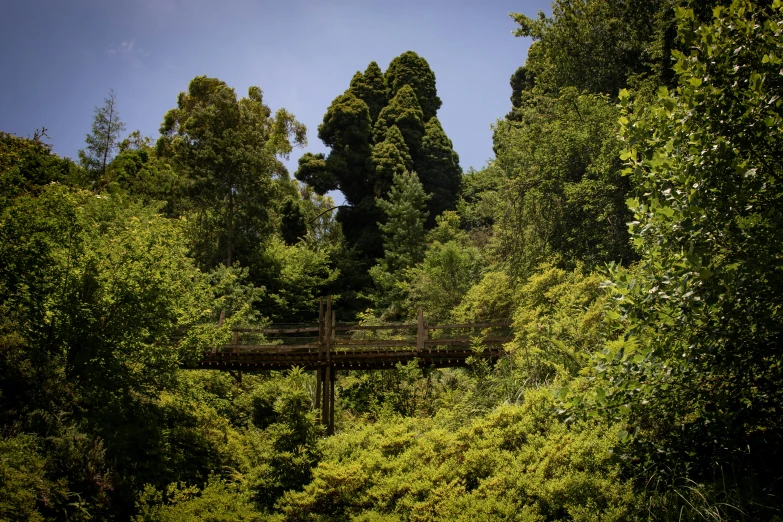 a bridge in the middle of a lush green forest, inspired by Alexander Nasmyth, hurufiyya, melbourne, giant sequoia, hillside, preserved historical