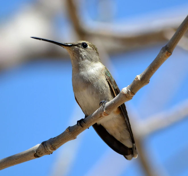 a small bird sitting on top of a tree branch, by Jim Nelson, pexels, arabesque, hummingbirds, new mexico, on a sunny day, low angle photo