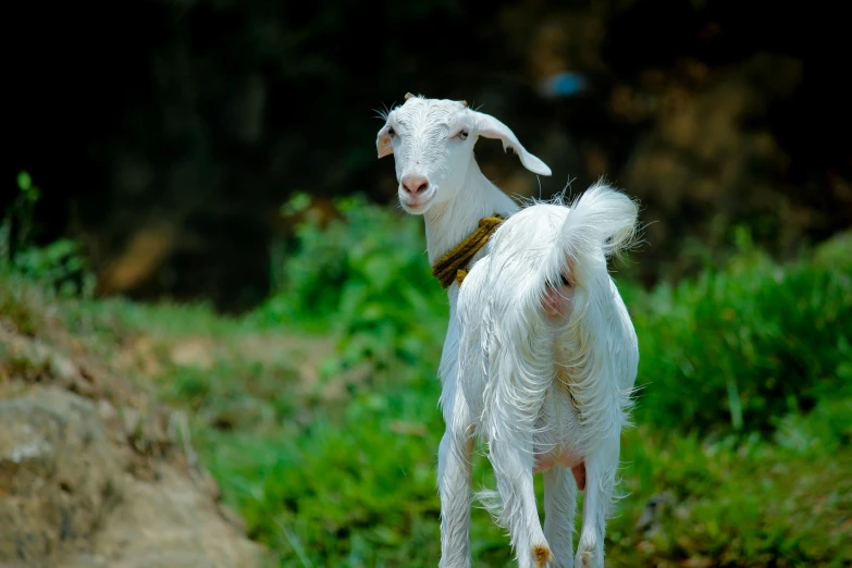 a white goat standing on top of a lush green hillside, an album cover, pexels contest winner, hurufiyya, assamese, doing a sassy pose, hd footage, full frame image