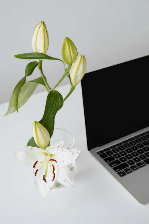 a laptop computer sitting on top of a white table, a still life, unsplash, romanticism, lily flower, ornamental, holding close, taken in the late 2010s