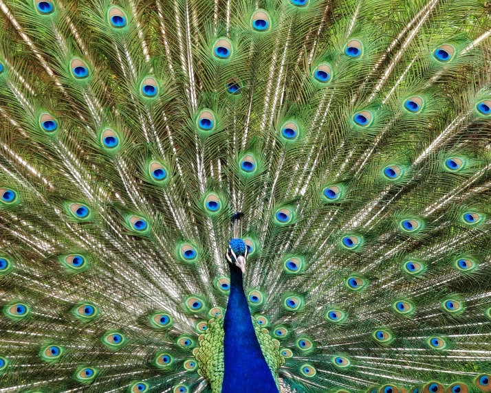 a close up of a peacock with its feathers open, an album cover, by Meredith Dillman, pexels contest winner, hurufiyya, 🦩🪐🐞👩🏻🦳, majestic pose, birds eye photograph, male and female