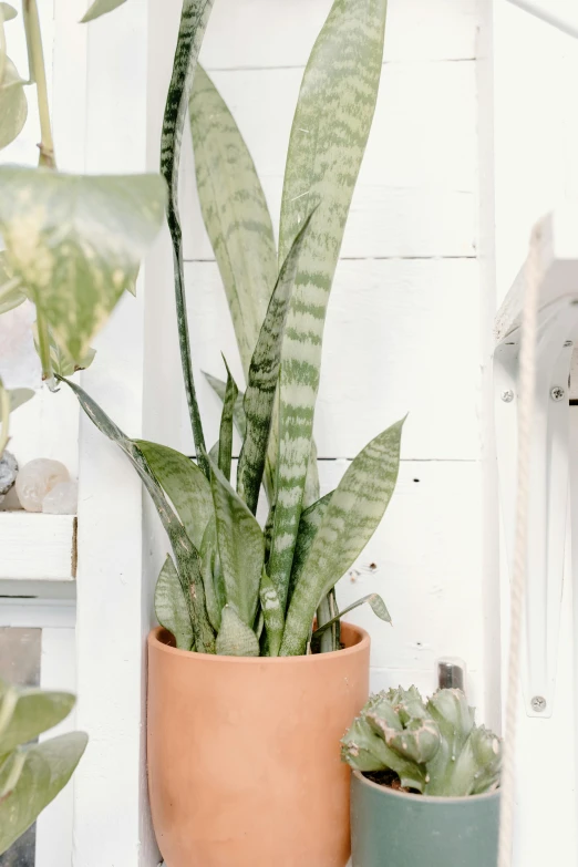 a couple of potted plants sitting on top of a shelf, by Carey Morris, trending on unsplash, large tall, terracotta, straight camera view, facing front
