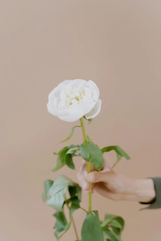 a person holding a white flower in their hand, pointè pose, growing out of a giant rose, full product shot, slightly minimal