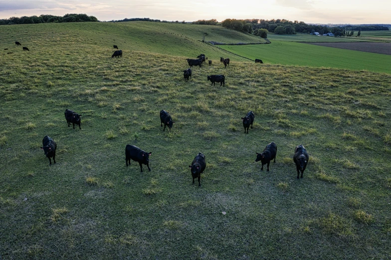 a herd of cattle standing on top of a lush green field, at twilight, pbr material, gopro photo, high-resolution