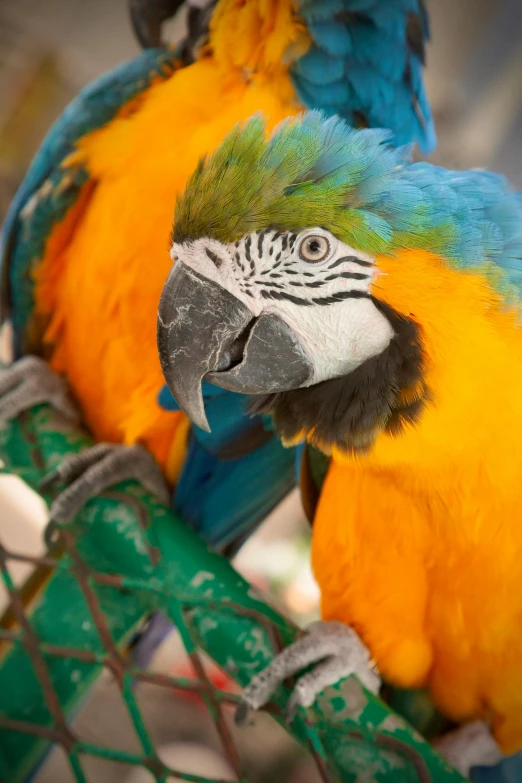 a couple of colorful birds sitting on top of a cage, a portrait, by Dave Melvin, slide show, up-close, blue arara, closeup of arms