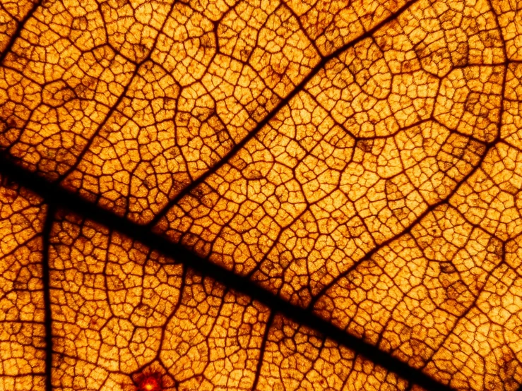 a close up of a leaf with a bug on it, a macro photograph, by Adam Chmielowski, art nouveau, glowing amber, atlas tree leaf texture map, black veins, very warm colors