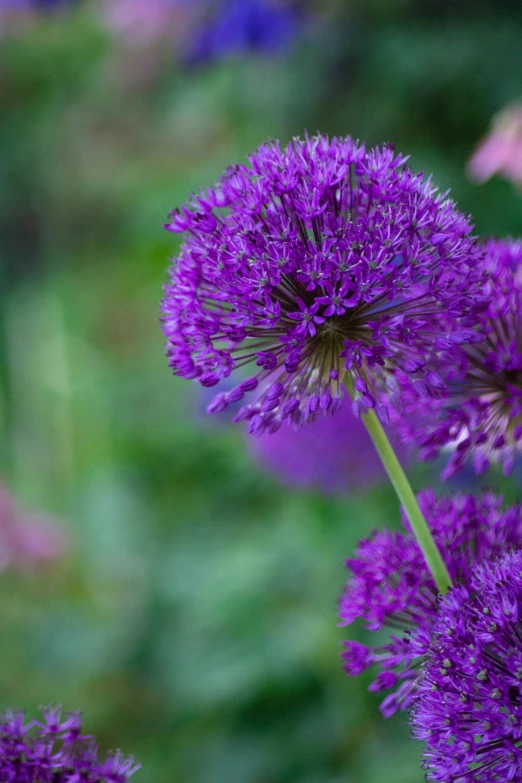 a group of purple flowers sitting on top of a lush green field, prussian blue, giant flower head, upclose, rich colour